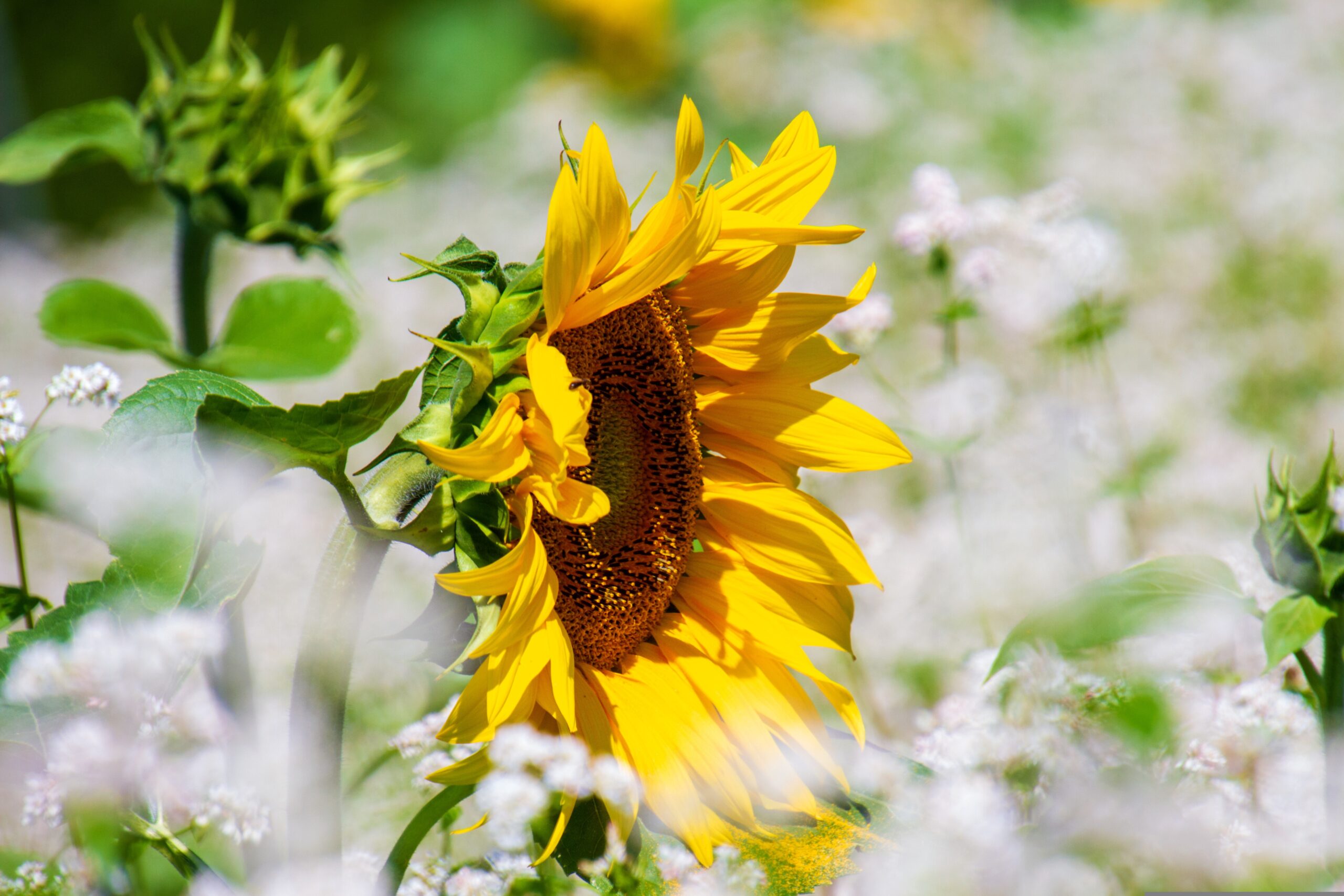 tournesol